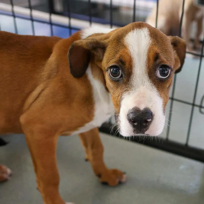 A baby medium-sized female Brown / Chocolate Mixed Breed dog named Faira for adoption in Bradenton, FL