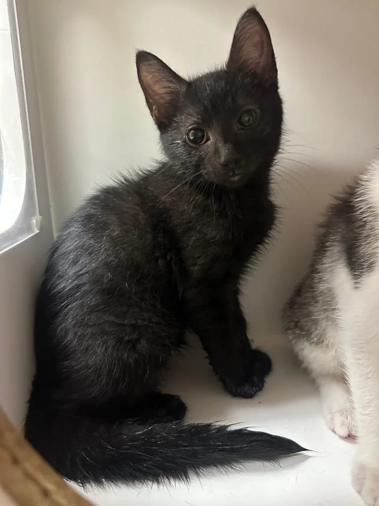 A baby small-sized male Domestic Short Hair cat named Cocoa Puff for adoption in Johnson City, TN
