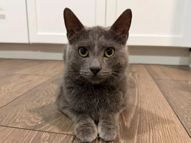 A young small-sized male Domestic Short Hair cat named Miles for adoption in Powell, OH