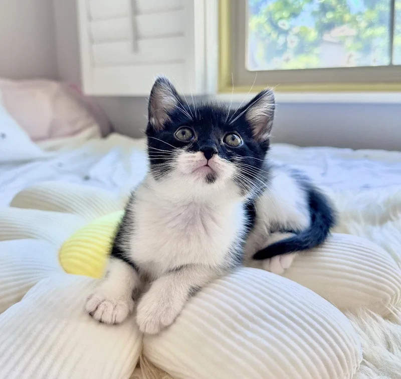 A young medium-sized female Domestic Short Hair cat named Minnie for adoption in Riverside, CA
