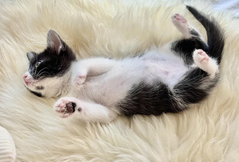 Minnie thumbnail 2
