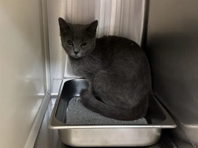 An adult medium-sized female Domestic Short Hair cat named Surprise! for adoption in Colorado Springs, CO