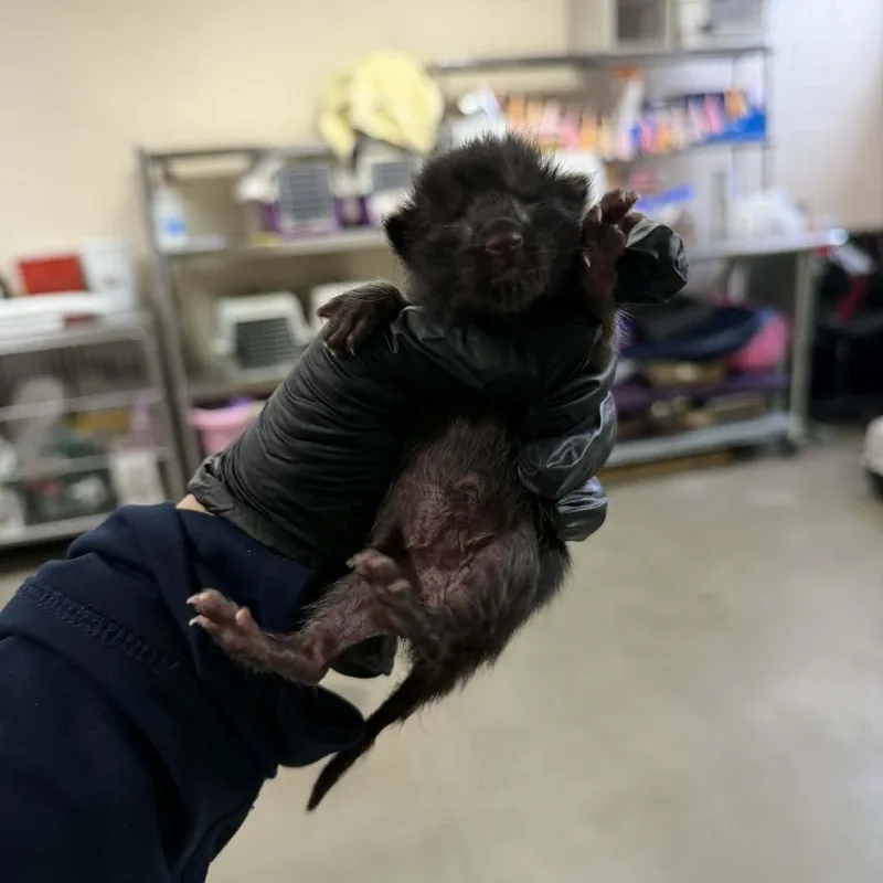 A baby small-sized male Black Domestic Short Hair cat named Honey Barbeque for adoption in Reno, NV