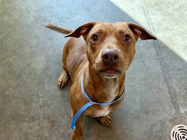 An adult small-sized male Staffordshire Bull Terrier dog named Maui for adoption in Tavares, FL