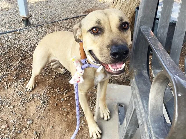 A young large-sized female Pit Bull Terrier dog named Maraca for adoption in Phoenix, AZ