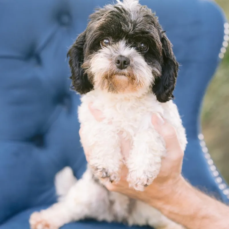 An adult small-sized female Cavapoo dog named Tilly for adoption in Zionsville, IN