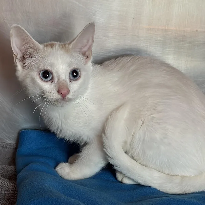 A baby small-sized female White Domestic Short Hair cat named Candles for adoption in Matteson, IL