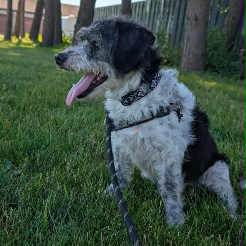 An adult small-sized male Mixed Breed dog named Scottie for adoption in Hartland, WI