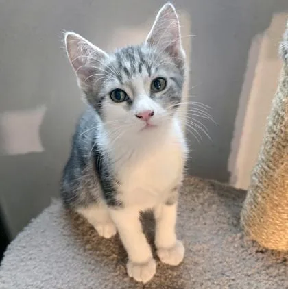 A baby small-sized female Domestic Short Hair cat named Lucy for adoption in Verona, WI