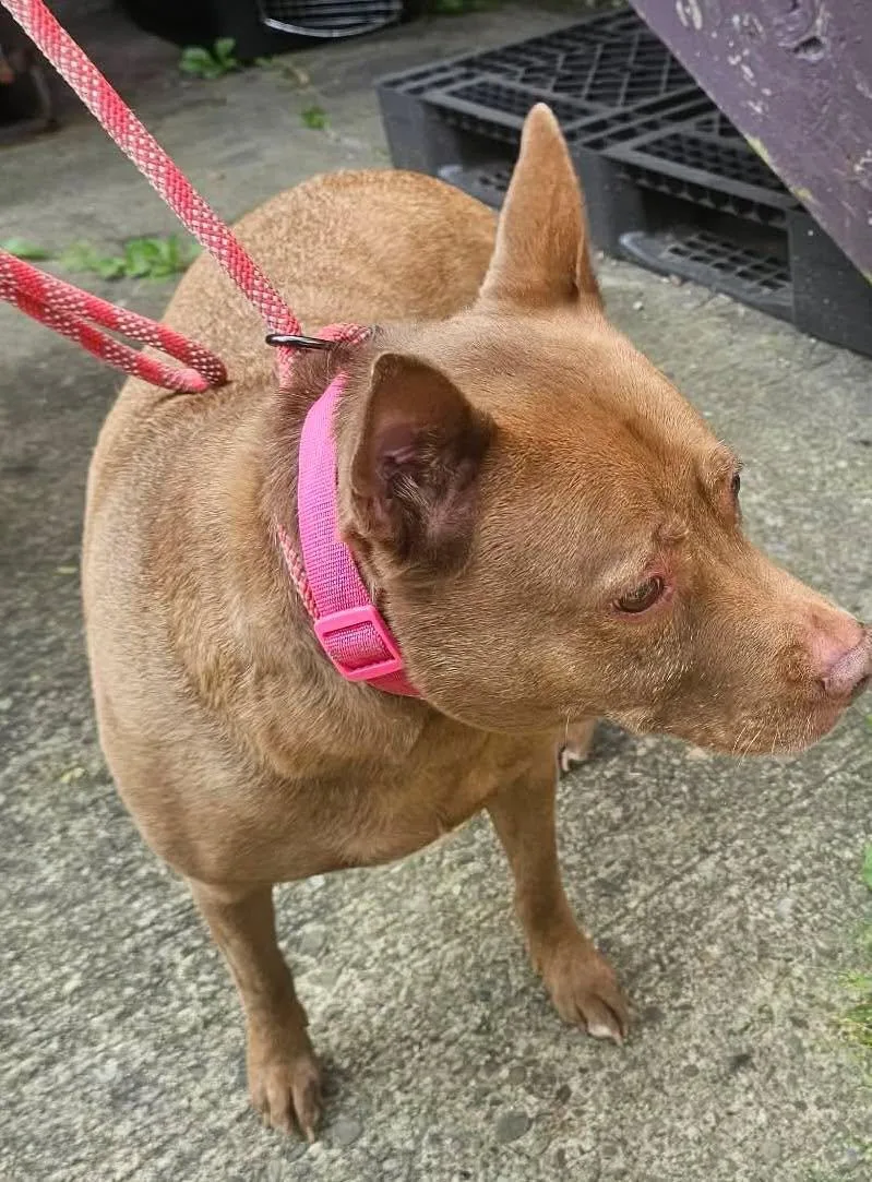An adult medium-sized female Red / Chestnut / Orange Chihuahua dog named Saddie for adoption in Clairton, PA