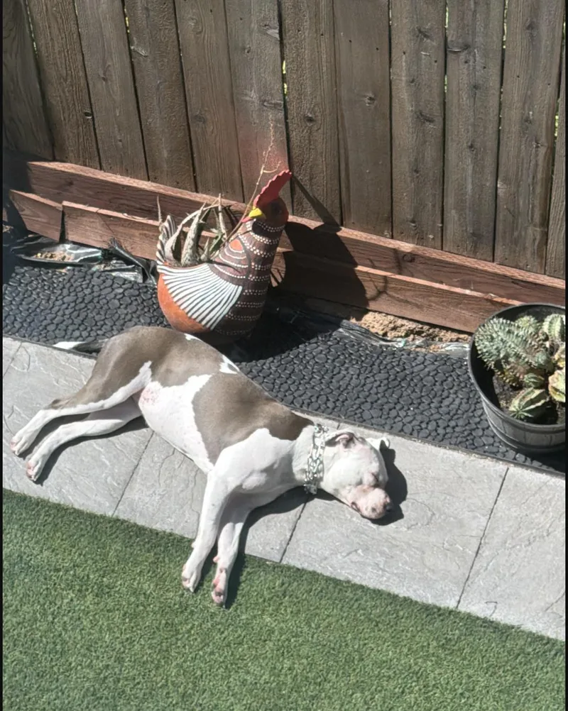 Blanca