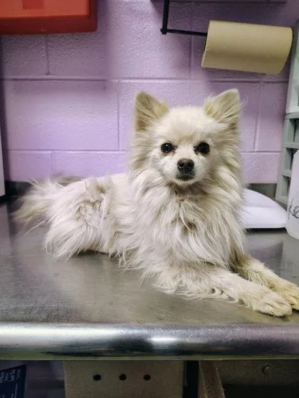 An adult small-sized female White / Cream Mixed Breed dog named 60827353 for adoption in El Paso, TX