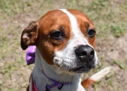 An adult medium-sized female Golden Beagle dog named Daffodil for adoption in Inverness, FL