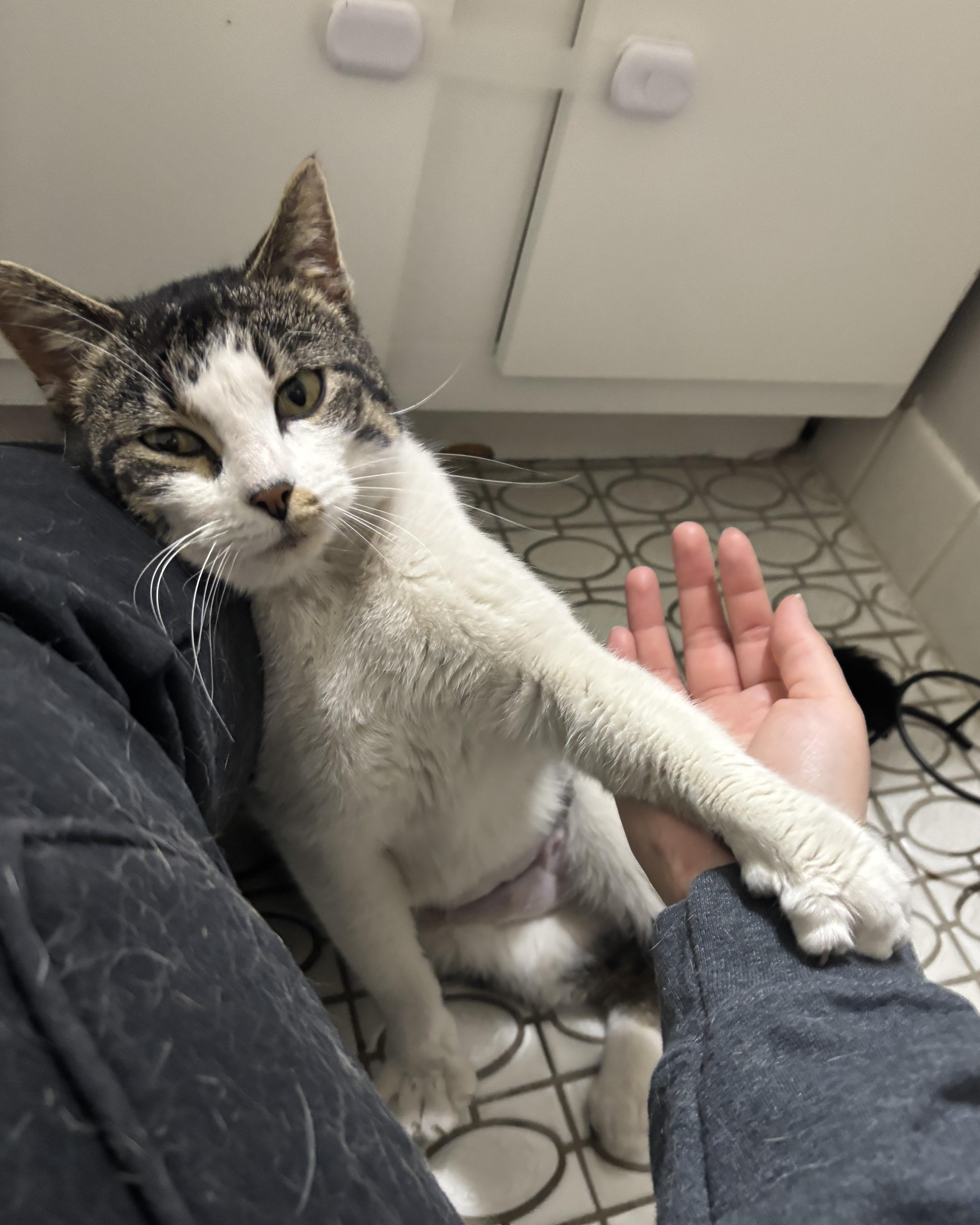 A young medium-sized female Domestic Short Hair cat named Virginia for adoption in Evanston, IL