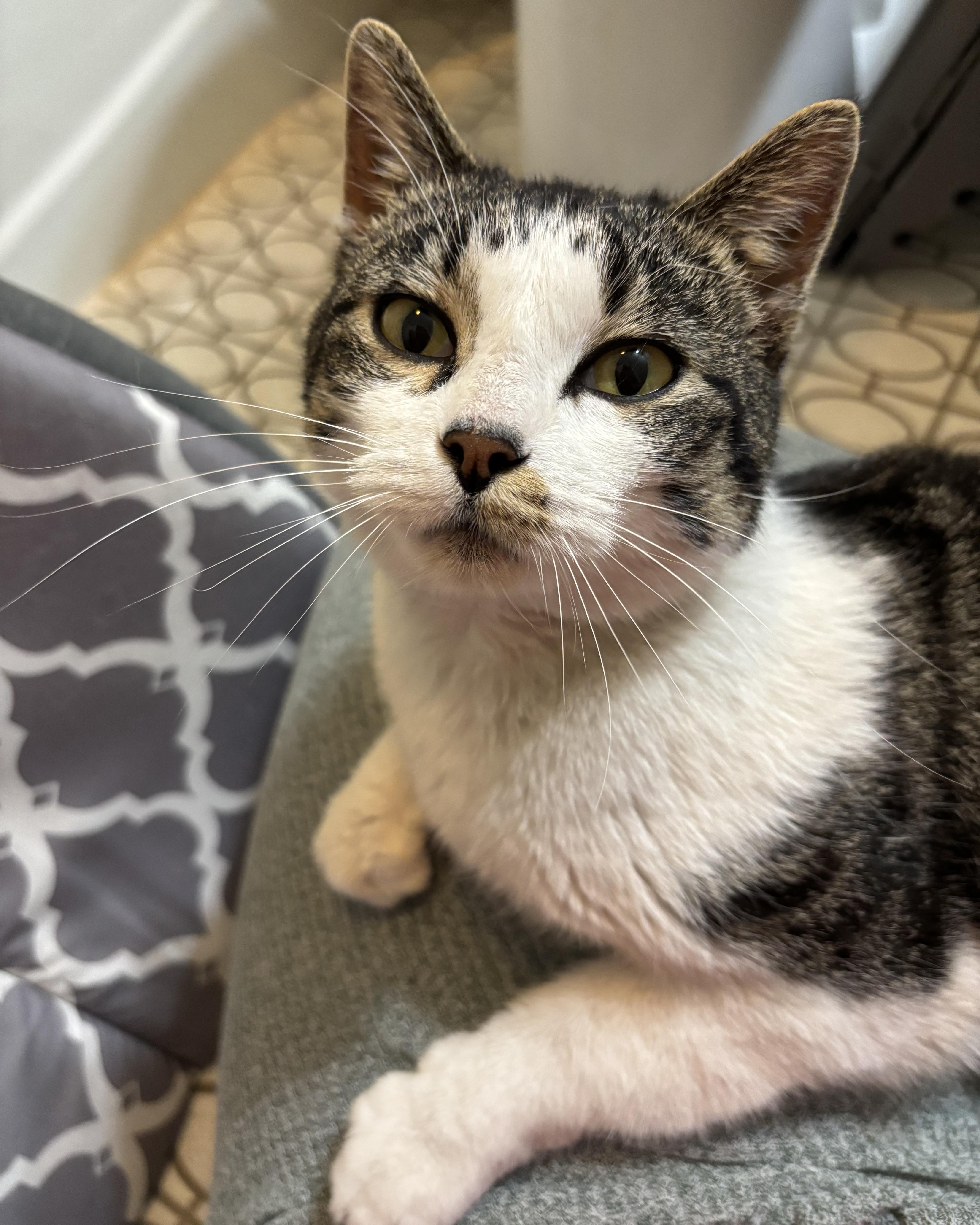 Virginia thumbnail 2