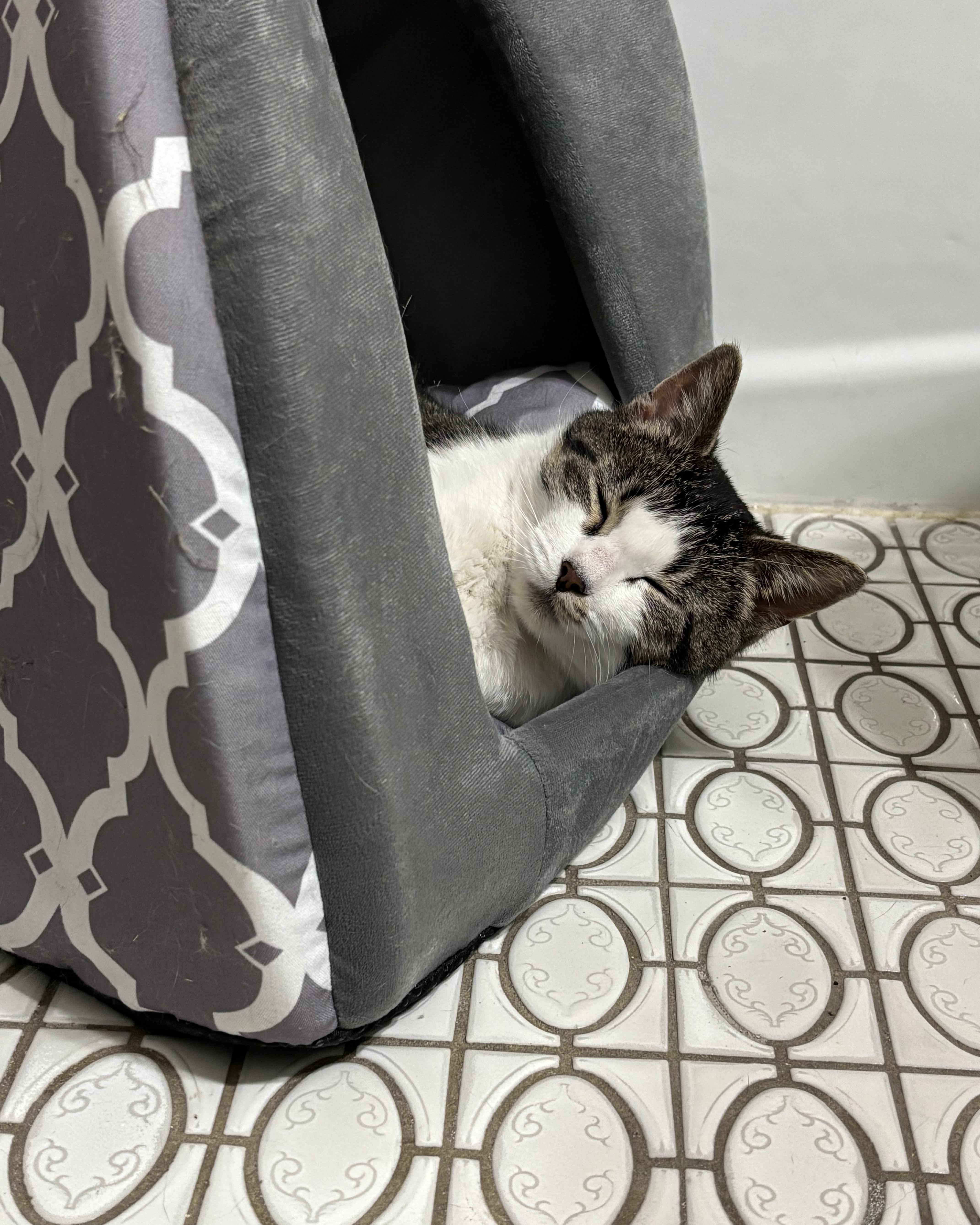 Virginia thumbnail 3