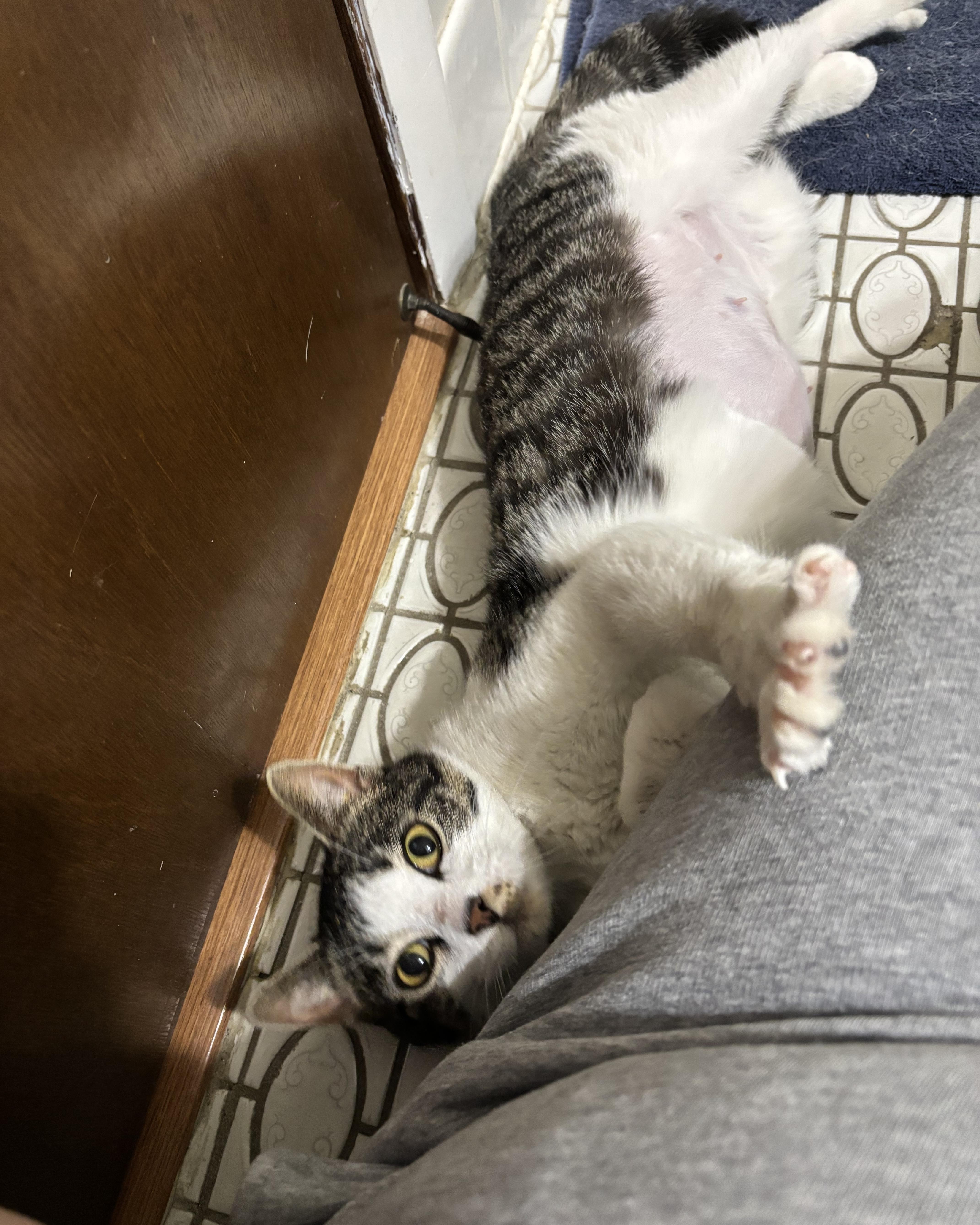 Virginia thumbnail 4