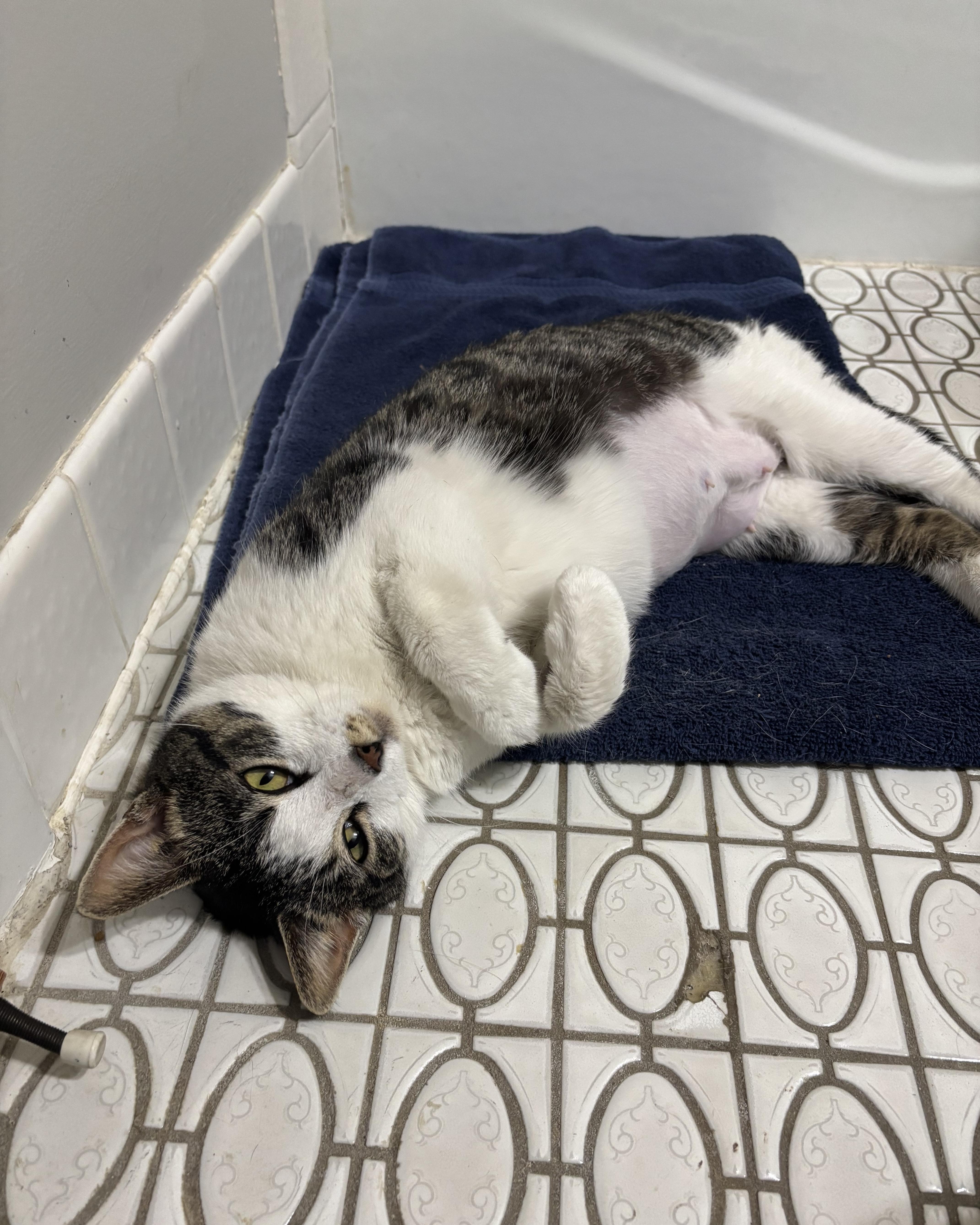 Virginia thumbnail 5