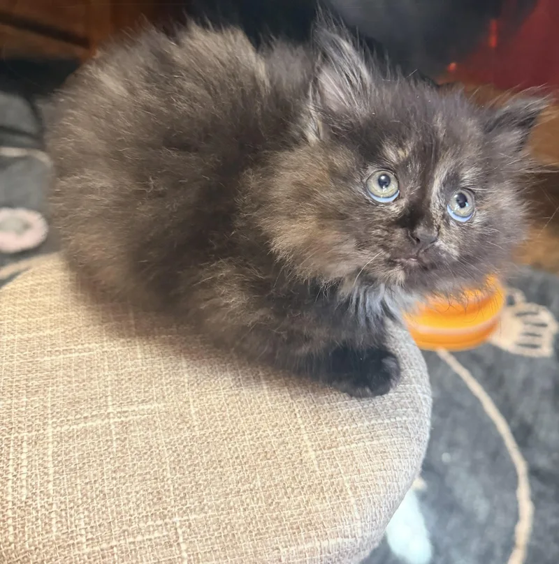 A baby small-sized female Calico Domestic Medium Hair cat named Marble for adoption in Aylett, VA
