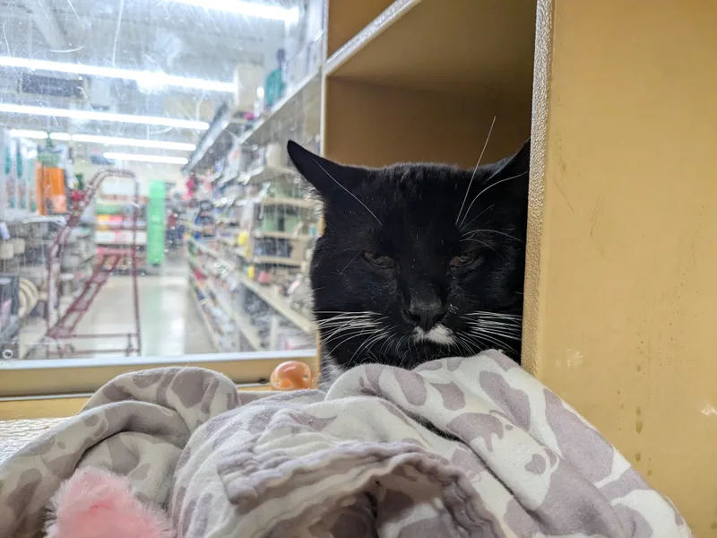 A young medium-sized male Black & White / Tuxedo Domestic Short Hair cat named Sir for adoption in Worcester, MA