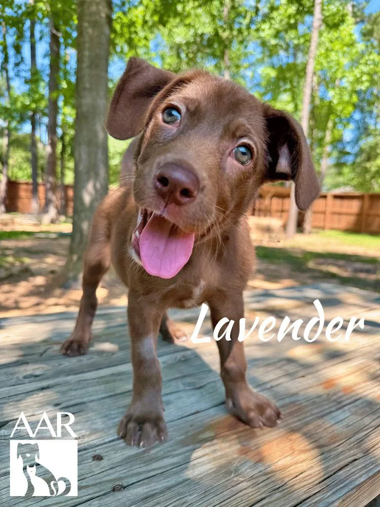 A baby medium-sized female Labrador Retriever dog named Lavendar for adoption in Magnolia, TX