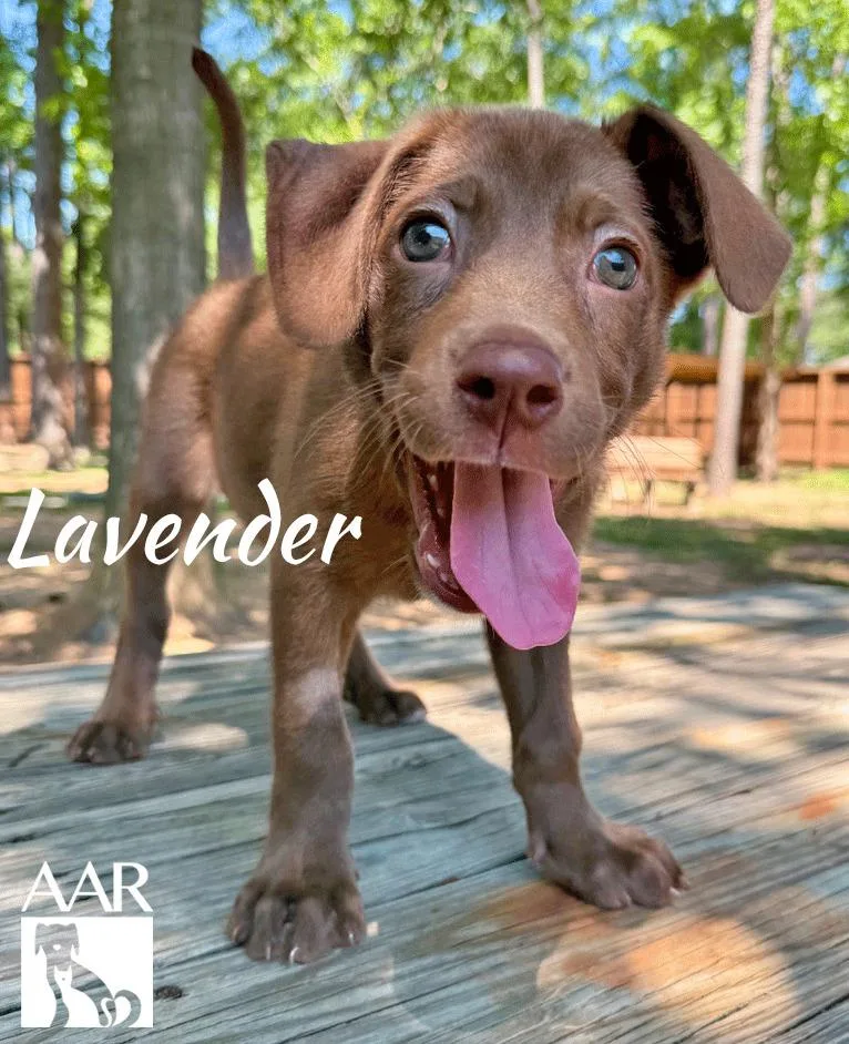 Lavendar thumbnail 2