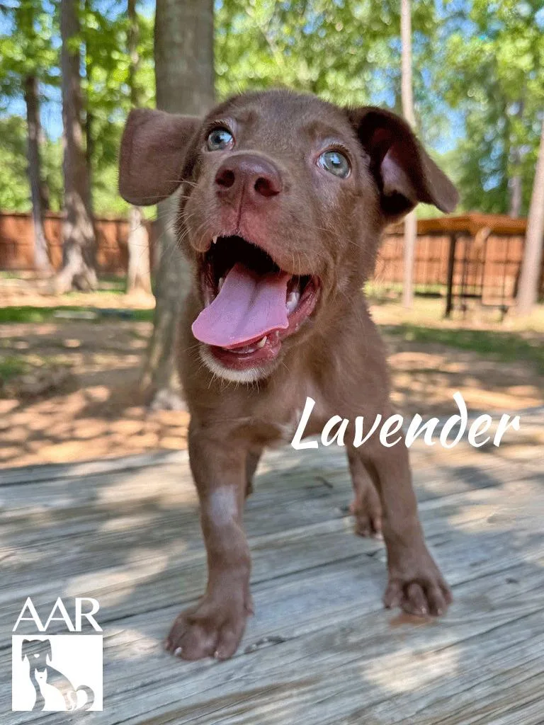 Lavendar thumbnail 3