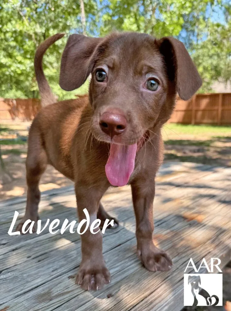 Lavendar thumbnail 4