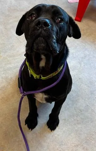 A young medium-sized female Cane Corso dog named Vanessa for adoption in Akron, OH