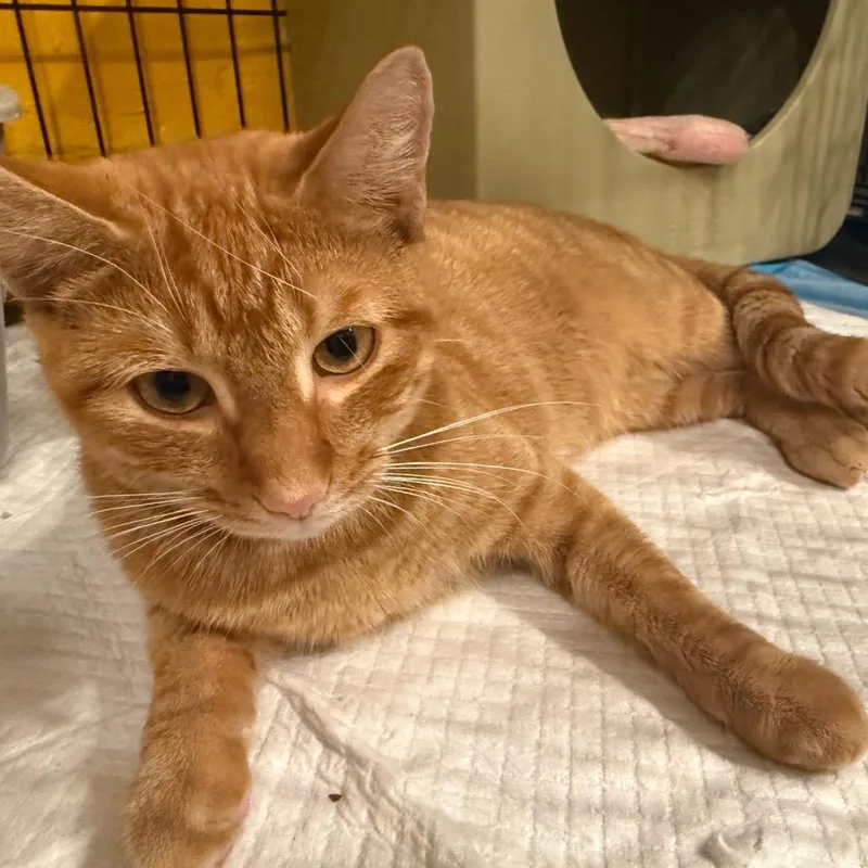 A young medium-sized male Orange / Red Domestic Short Hair cat named Phoenix for adoption in Howard beach, NY