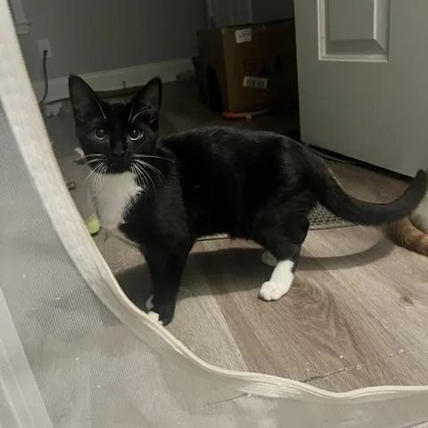 A baby medium-sized male Domestic Short Hair cat named Dr. Pepper for adoption in Belmont, NC