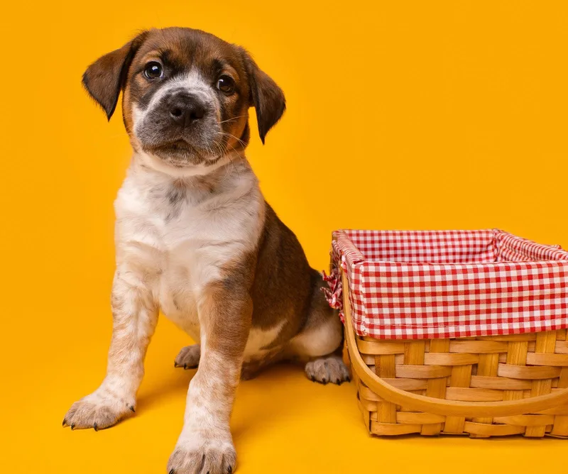 A baby medium-sized male Beagle dog named Picnic: Beanbag for adoption in Palo Alto, CA