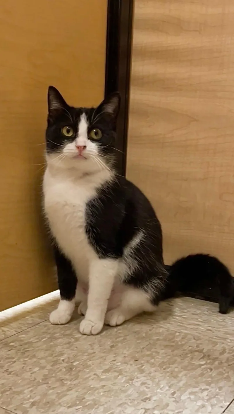 A baby medium-sized female Black & White / Tuxedo Domestic Short Hair cat named Alexandria for adoption in Barrington Hills, IL