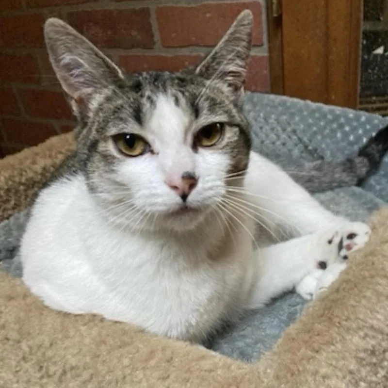 A young medium-sized female White Domestic Short Hair cat named Ozzie for adoption in Springfield, OR