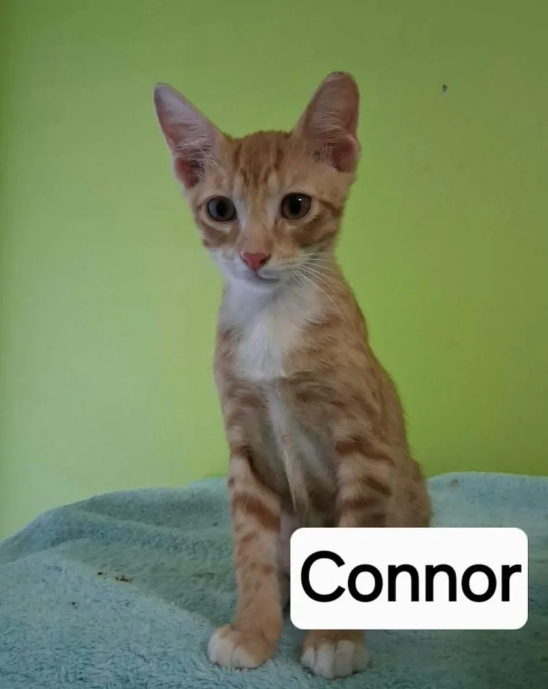 A baby medium-sized male Domestic Short Hair cat named Connor for adoption in Springfield, GA