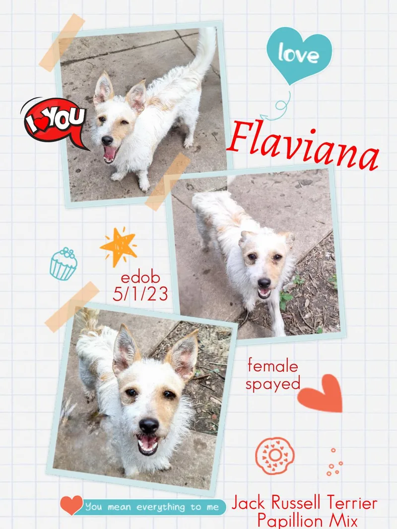 Flaviana MVT thumbnail 3