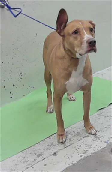 An adult large-sized male Staffordshire Bull Terrier dog named Dante for adoption in Houston, TX