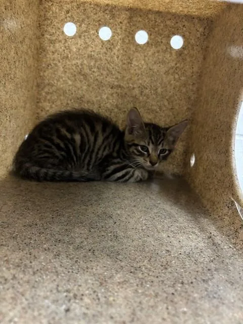 A baby small-sized male Domestic Short Hair cat named O`mally for adoption in Saint Cloud, FL