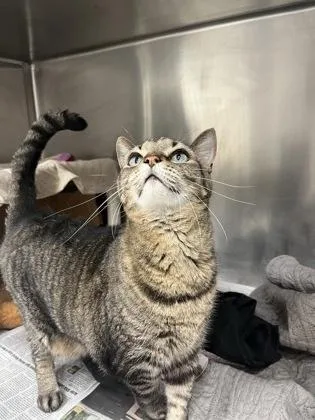 An adult large-sized male Domestic Short Hair cat named Meeko for adoption in Largo, FL