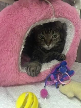 Meeko thumbnail 2
