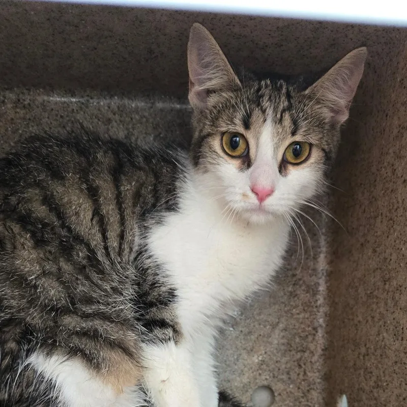 A young small-sized female Tortoiseshell Domestic Short Hair cat named Princess Victoria for adoption in Philadelphia, PA