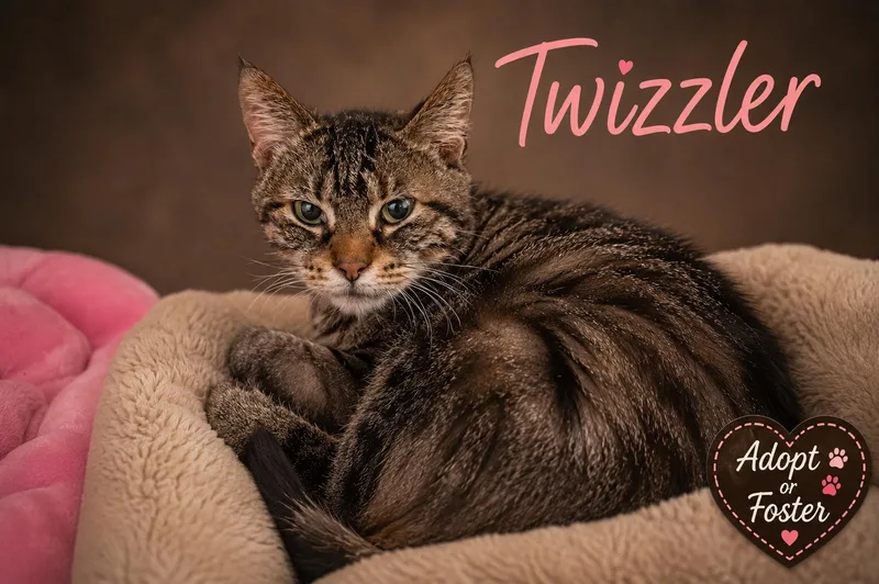 Twizzler thumbnail 3