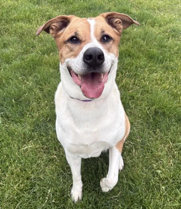 An adult large-sized female Shepherd dog named Mya for adoption in Sioux City, IA