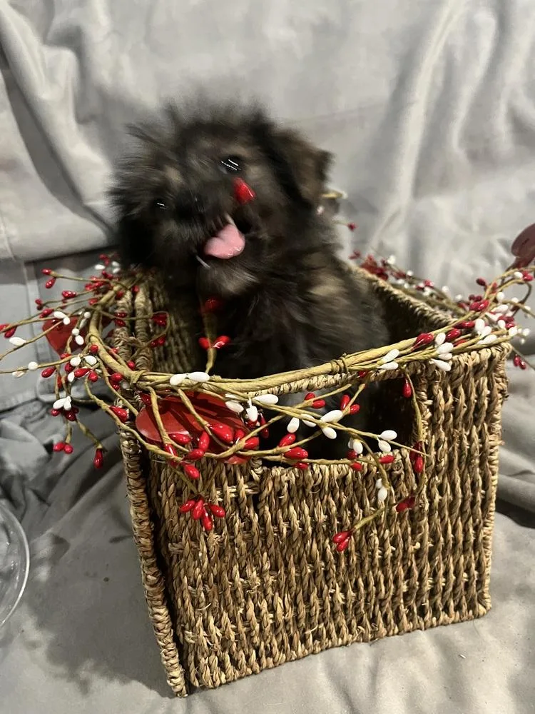 Kardashian thumbnail 5