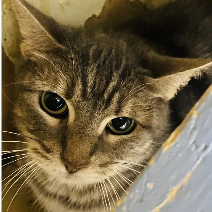 An adult medium-sized female Gray / Blue / Silver American Shorthair cat named Camille for adoption in Lake Jackson, TX
