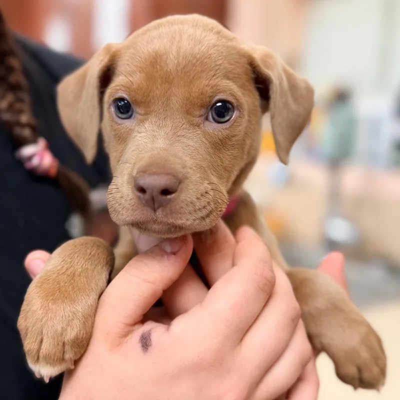 A baby medium-sized female Brown / Chocolate Retriever dog named Matcha for adoption in Columbus, GA