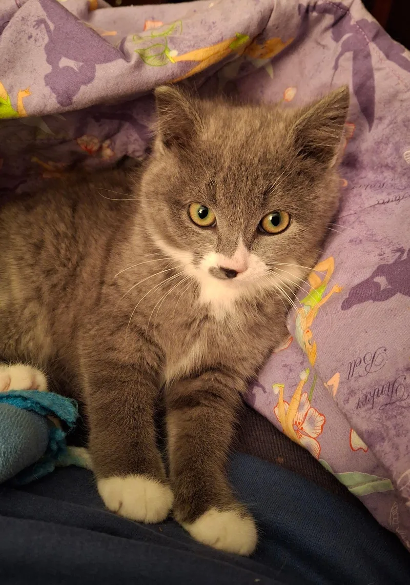 Ellywick thumbnail 2