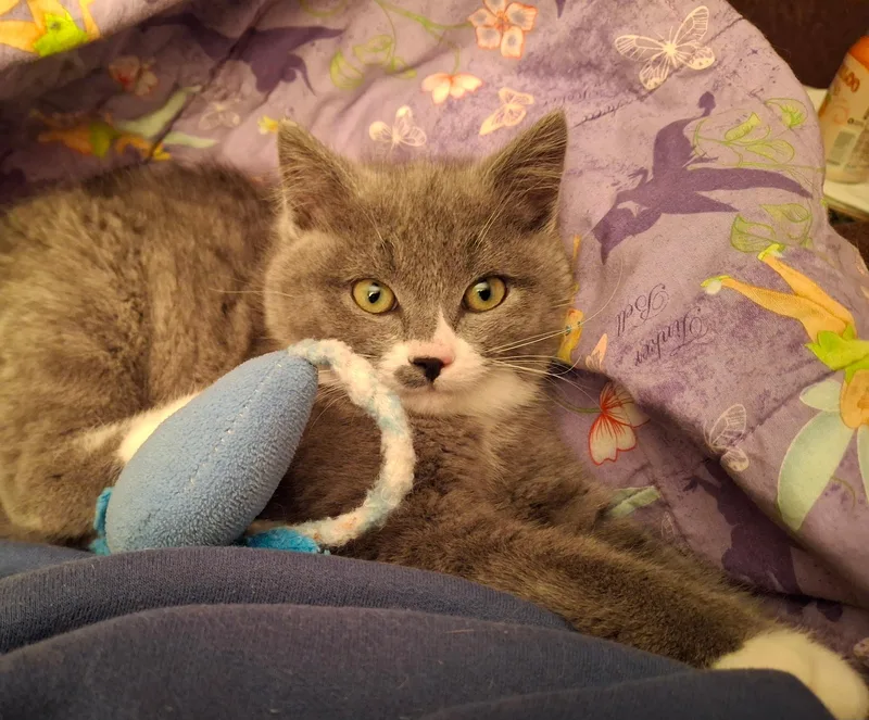 A young medium-sized female Domestic Short Hair cat named Ellywick for adoption in Watertown, WI