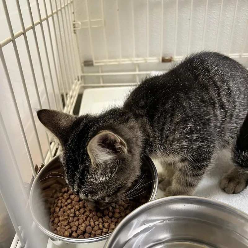 A baby small-sized male Gray / Blue / Silver Domestic Short Hair cat named 72047 for adoption in Harrisonburg, VA