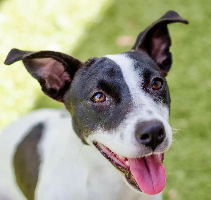 An adult small-sized female Tricolor (Brown, Black, & White) Mixed Breed dog named Simona for adoption in Breinigsville, PA